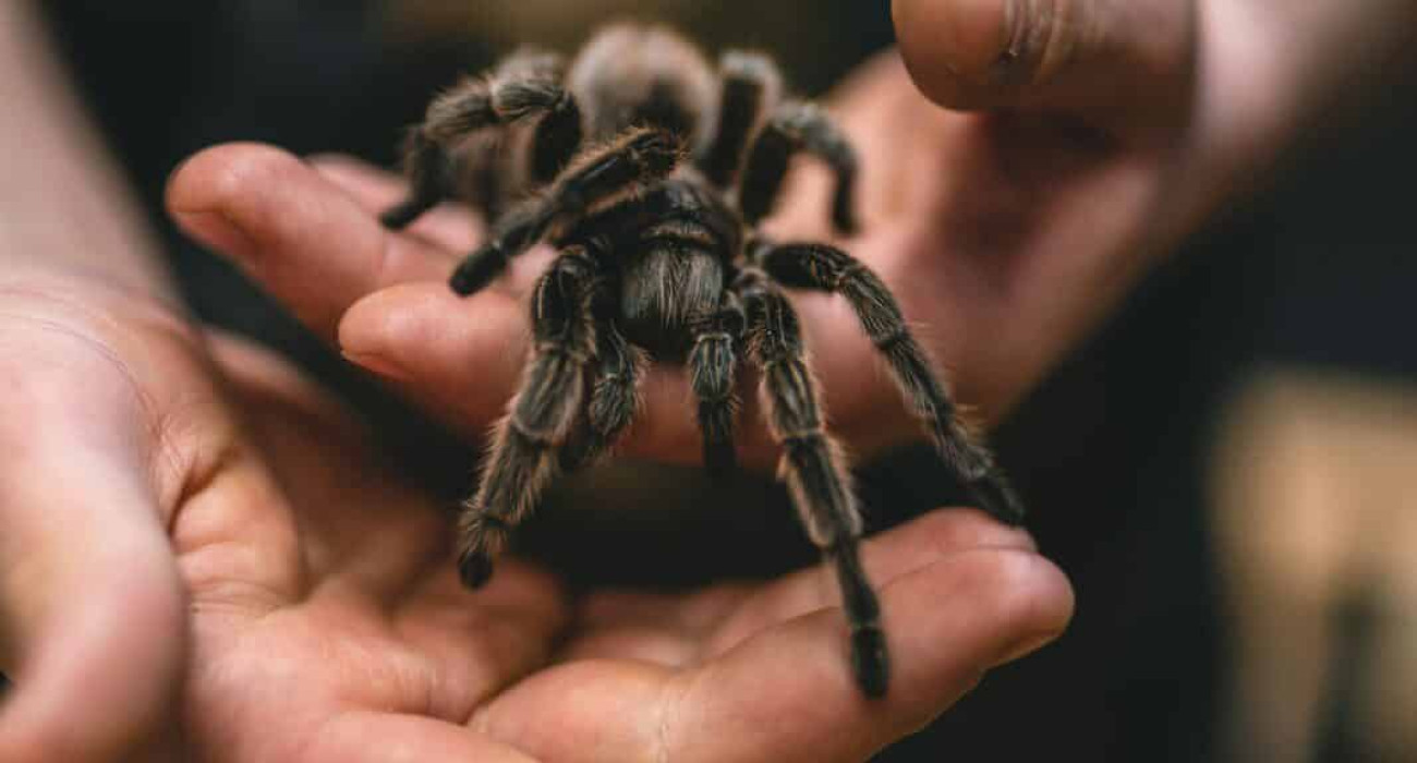 Young boy holding a tarantula at Oakhurst fall festivals